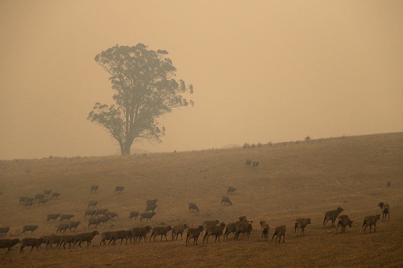 Australia wildfires